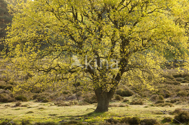 Zomereik (Quercus robur)