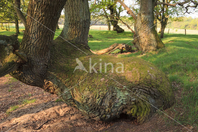 Zomereik (Quercus robur)