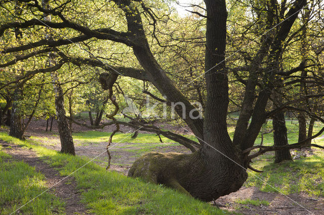 Zomereik (Quercus robur)