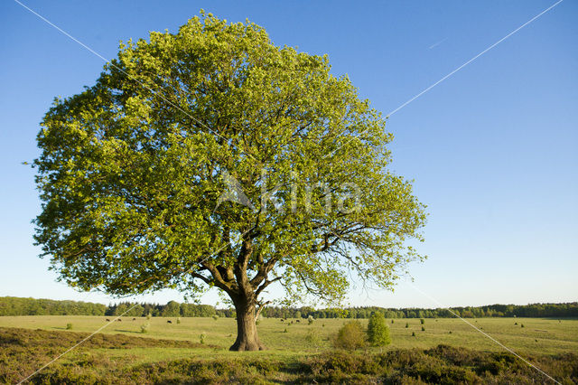 Zomereik (Quercus robur)