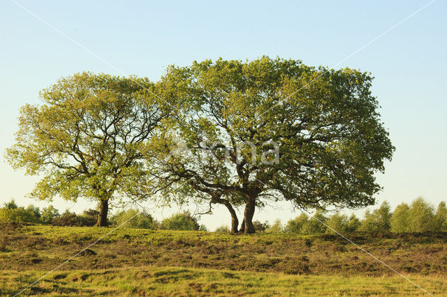 Zomereik (Quercus robur)