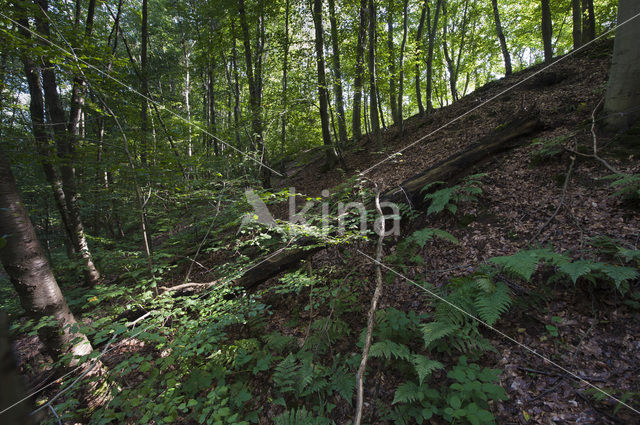 Zuid-Limburg