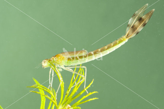 Zwervende pantserjuffer (Lestes barbarus)