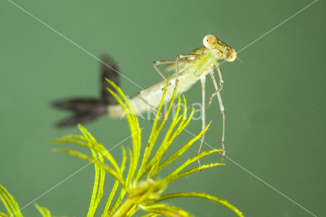 Zwervende pantserjuffer (Lestes barbarus)