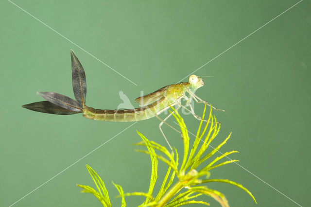 Zwervende pantserjuffer (Lestes barbarus)