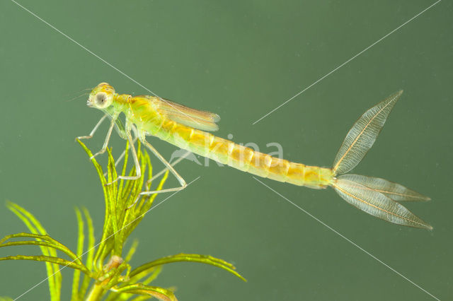 Zwervende pantserjuffer (Lestes barbarus)