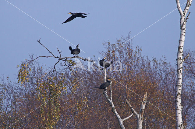 Aalscholver (Phalacrocorax carbo)