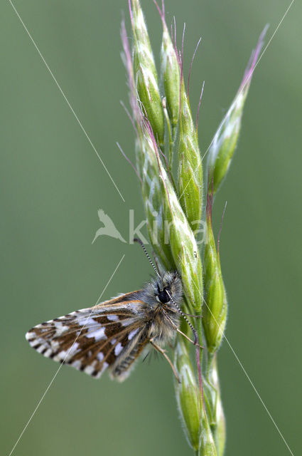 Aardbeidikkopje