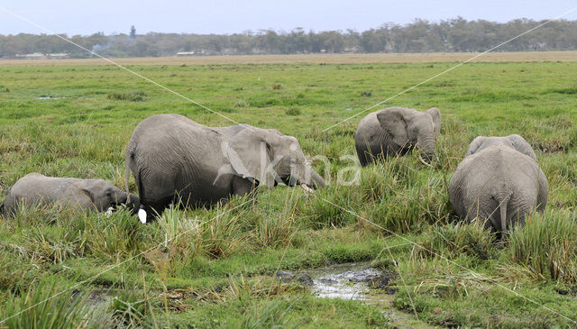 Afrikaanse olifant (Loxodonta africana)