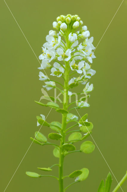 Amerikaanse kruidkers (Lepidium virginicum)