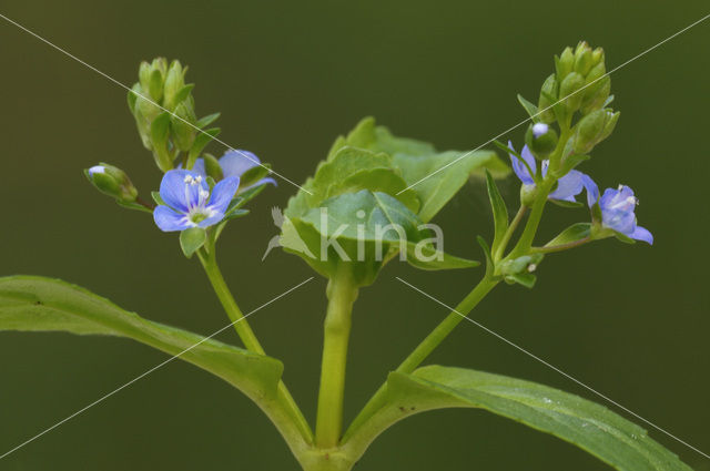 Brooklime