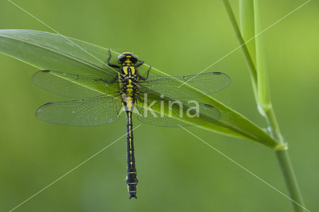 Beekrombout (Gomphus vulgatissimus)