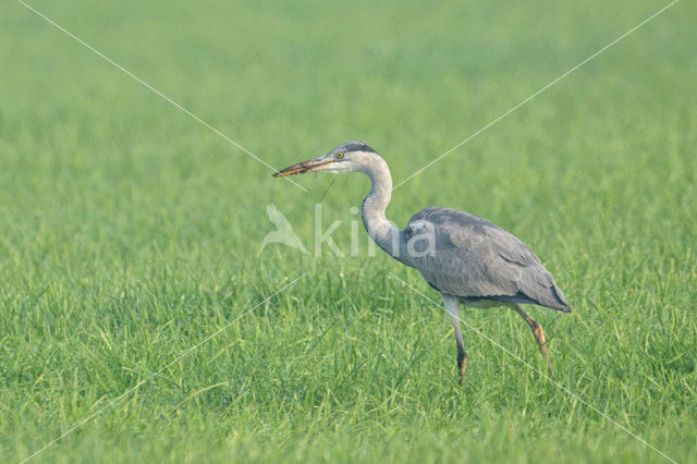 Blauwe Reiger (Ardea cinerea)