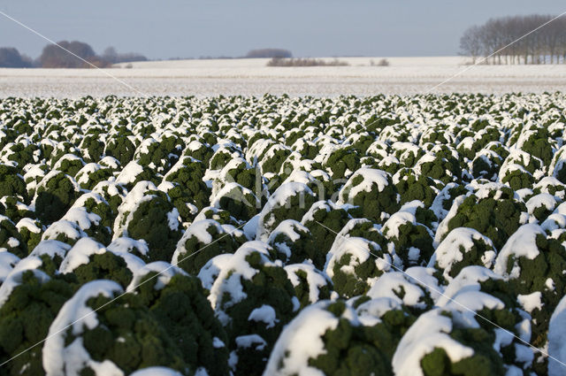 Wild Cabbage (Brassica oleracea)