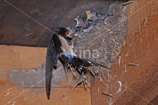 Boerenzwaluw (Hirundo rustica)