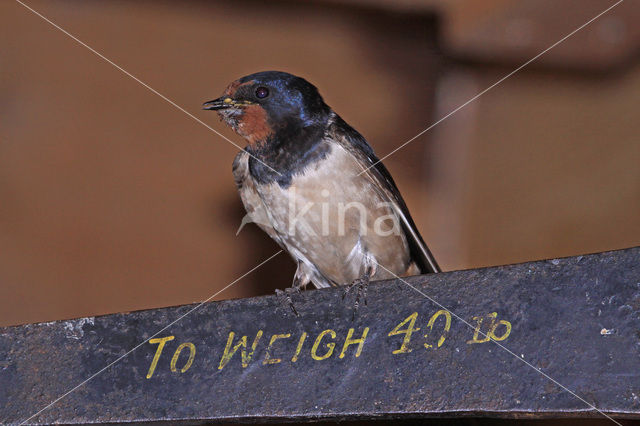 Boerenzwaluw (Hirundo rustica)