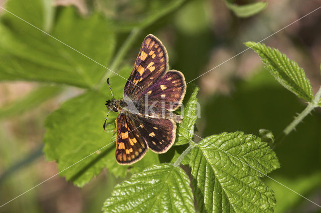 Bont dikkopje (Carterocephalus palaemon)