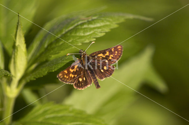 Bont dikkopje (Carterocephalus palaemon)