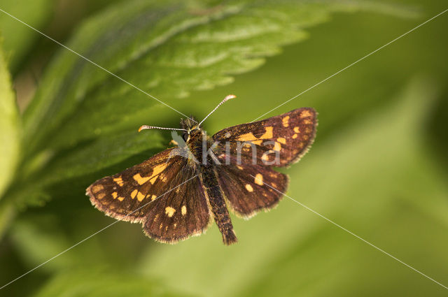 Bont dikkopje (Carterocephalus palaemon)