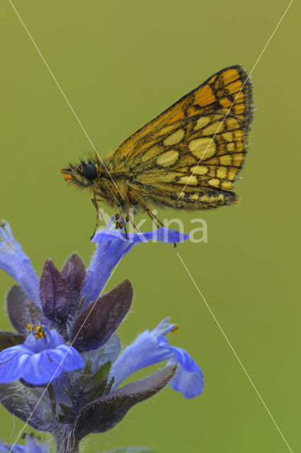 Bont dikkopje (Carterocephalus palaemon)