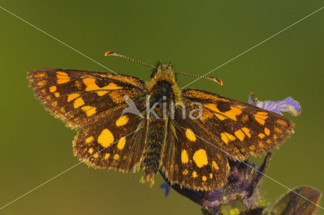 Bont dikkopje (Carterocephalus palaemon)