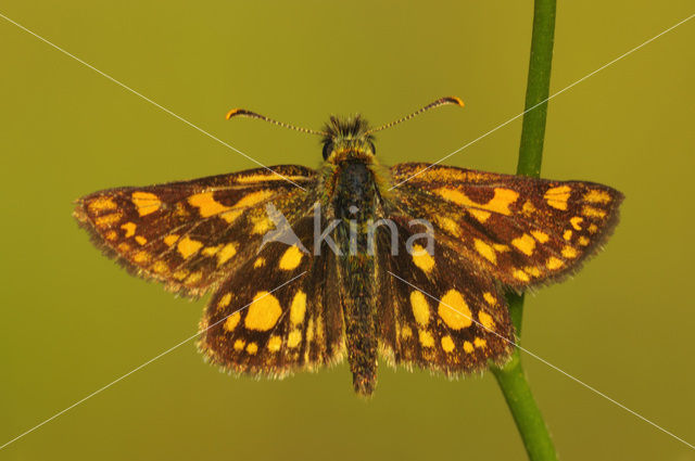 Chequered Skipper (Carterocephalus palaemon)