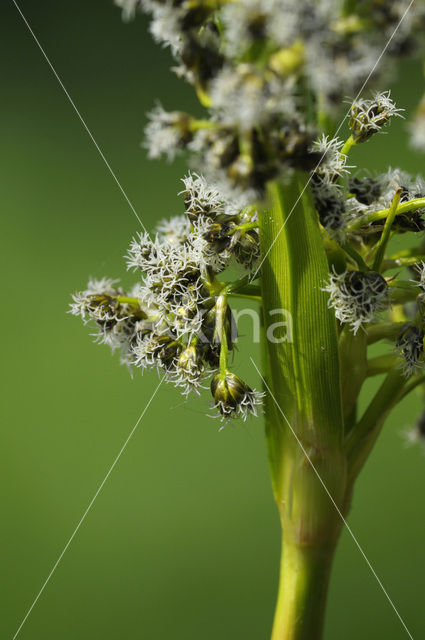 Wood Club-rush (Scirpus sylvaticus)