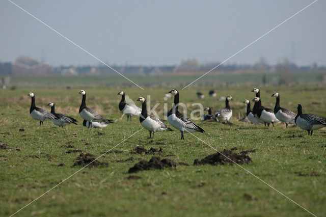 Brandgans (Branta leucopsis)