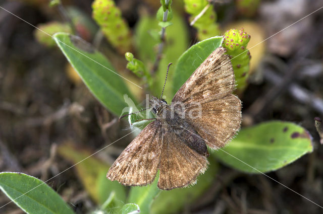 Bruin dikkopje (Erynnis tages)