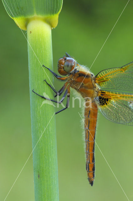 Bruine korenbout (Libellula fulva)