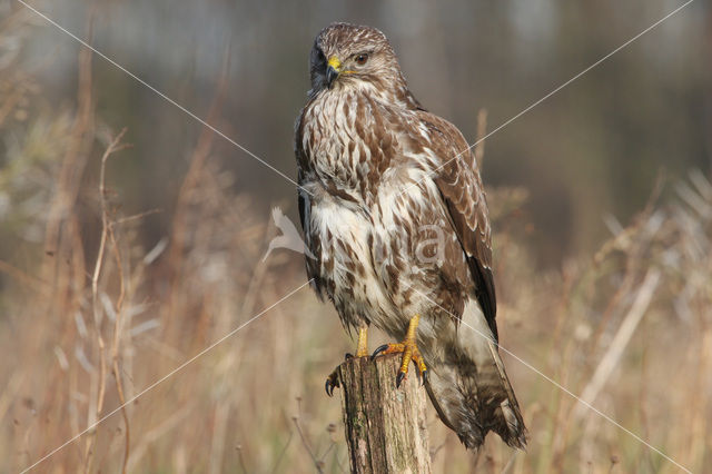 Buizerd (Buteo buteo)