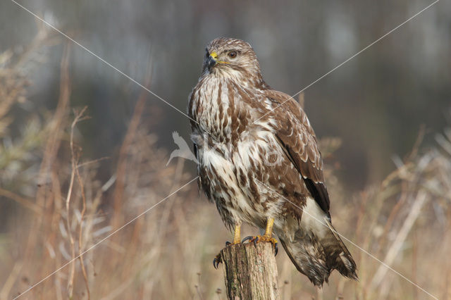 Buizerd (Buteo buteo)