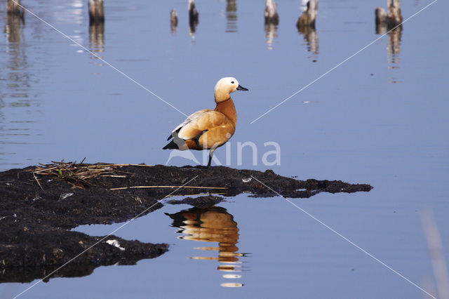 Casarca (Tadorna ferruginea)