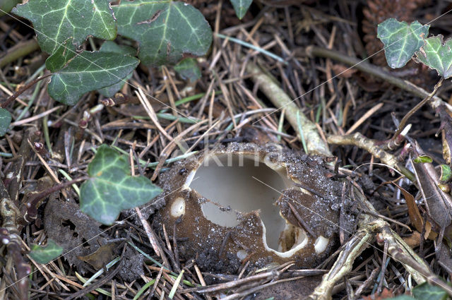 Cedergrondbekerzwam (Geopora sumneriana)