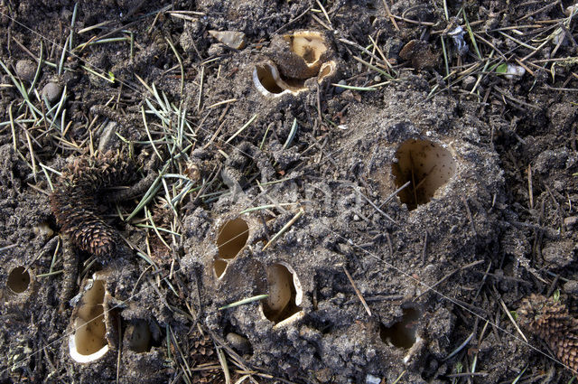 Cedergrondbekerzwam (Geopora sumneriana)