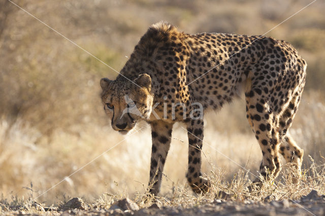 Cheetah