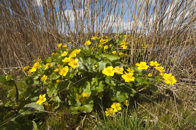 Dotterbloem (Caltha palustris)