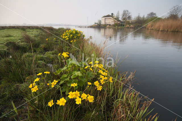 Dotterbloem (Caltha palustris)