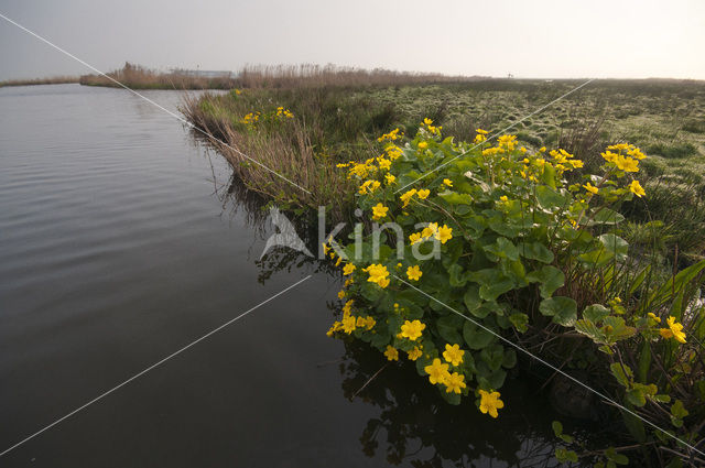 Marsh Marigold (Caltha palustris)