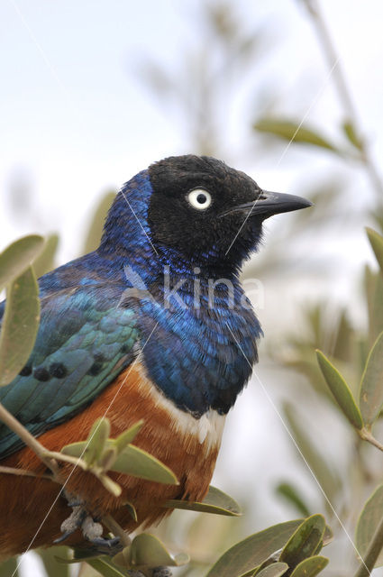 Driekleurenglansspreeuw (Lamprotornis superbus)