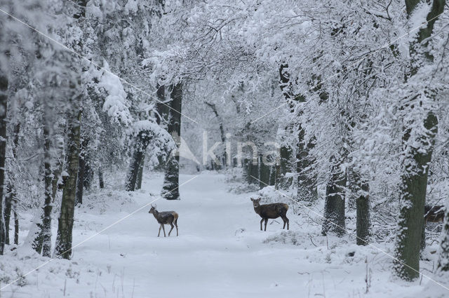 Edelhert (Cervus elaphus)