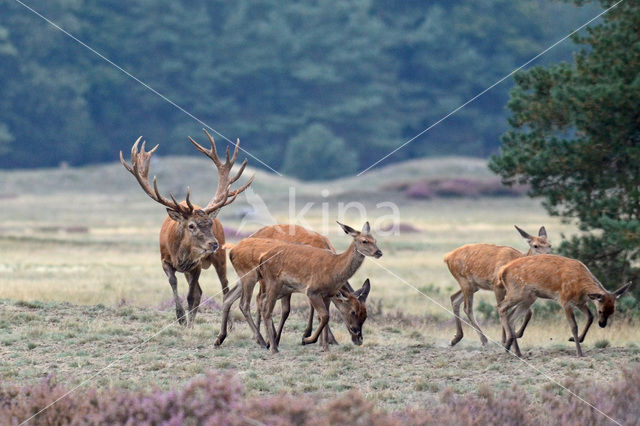 Red Deer (Cervus elaphus)