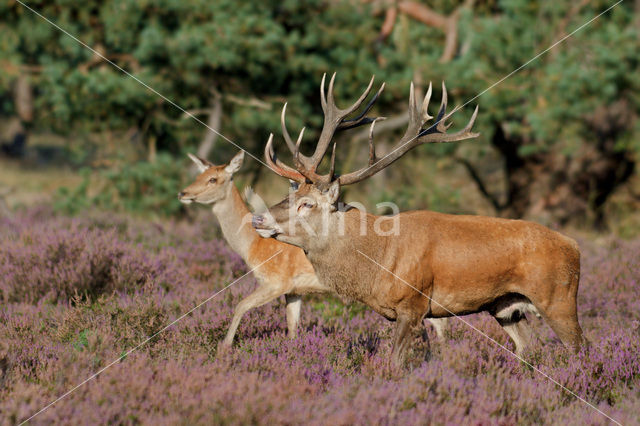 Edelhert (Cervus elaphus)