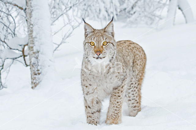 Euraziatische lynx (Lynx lynx)