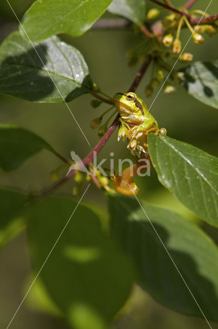 Europese boomkikker (Hyla arborea)