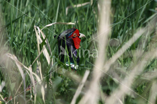 Ring-necked Pheasant (Phasianus colchicus)