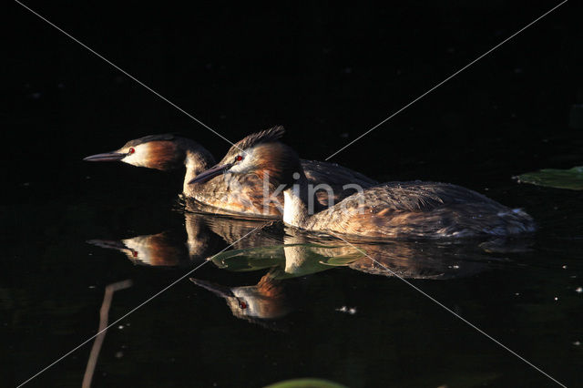 Fuut (Podiceps cristatus)