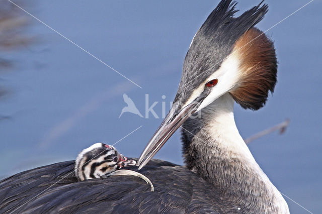 Fuut (Podiceps cristatus)