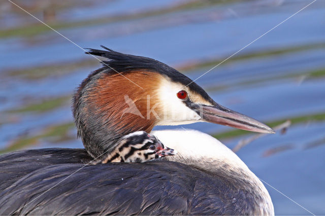 Fuut (Podiceps cristatus)