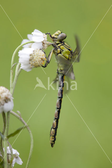 Gaffellibel (Ophiogomphus cecilia)